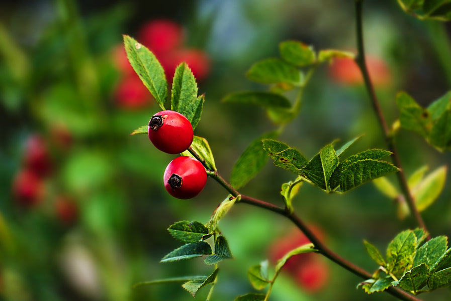 The Benefits of Rosehip Oil